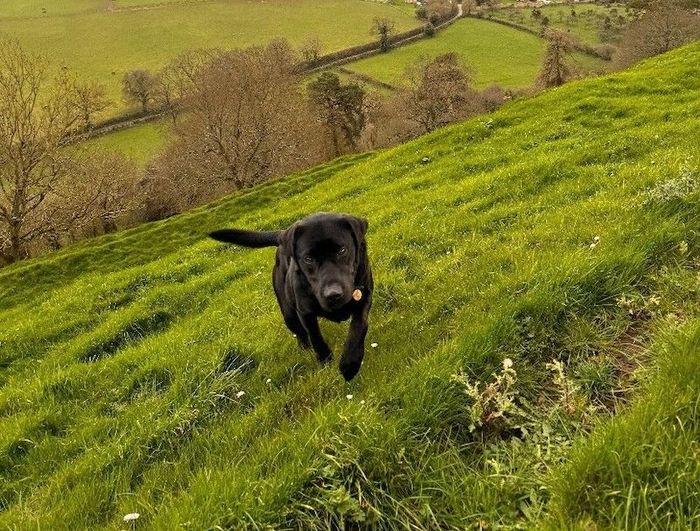 Black Lab for Stud - Image 3 of 6
