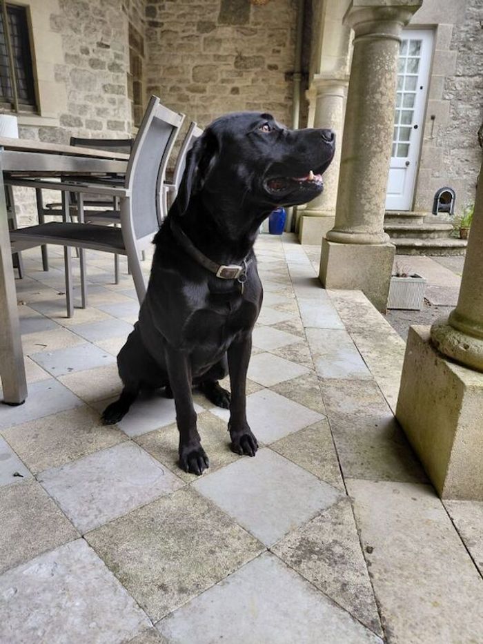 Black Lab for Stud - Image 5 of 6