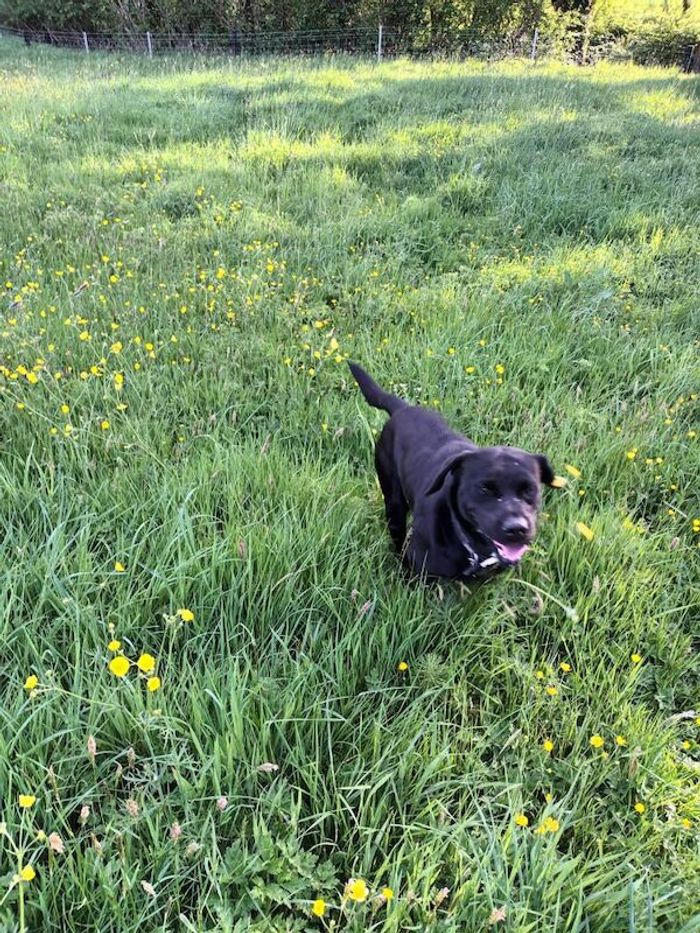 Black Lab for Stud - Image 6 of 6