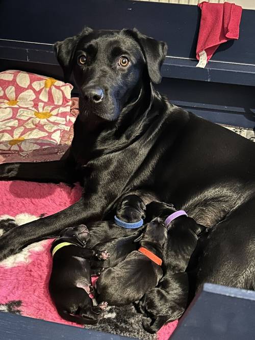 Black lab puppies for sale in Sandwich, Kent - Image 1