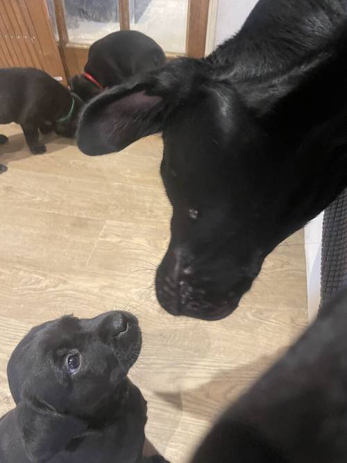 Black lab puppies for sale in Sandwich, Kent - Image 2