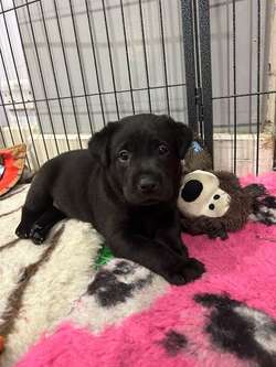 Black lab puppies for sale in Sandwich, Kent | Image 4