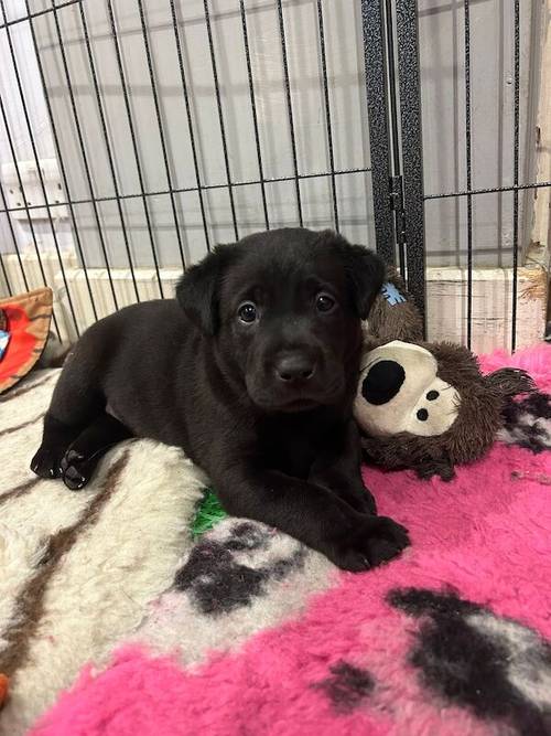 Black lab puppies for sale in Sandwich, Kent - Image 4