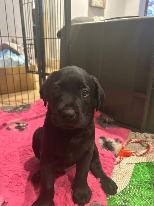 Black lab puppies for sale in Sandwich, Kent - Image 5