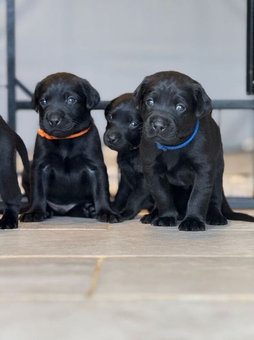 Black lab puppies looking for a home for sale in Dereham, Norfolk