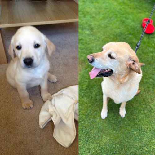 Black lab puppy KC registered for sale in Scotland