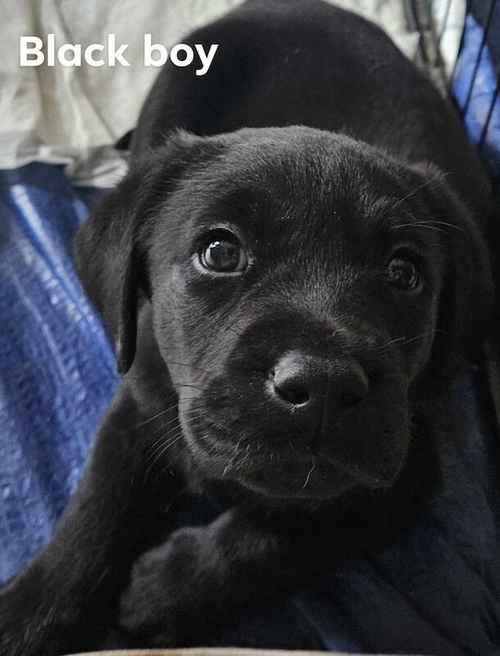 Black lab puppy ready 1st April for sale in Warwickshire