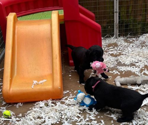 Black Lab Pups for sale in Daventry, Northamptonshire
