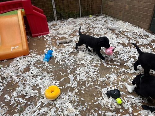 Superb Black Lab Pups Field Trials Breeding for sale in Daventry, Northamptonshire