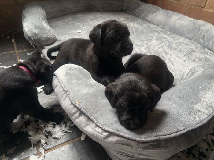 Superb Black Lab Pups Field Trials Breeding for sale in Daventry, Northamptonshire