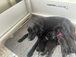 Superb Black Lab Pups Field Trials Breeding for sale in Daventry, Northamptonshire | Image 2