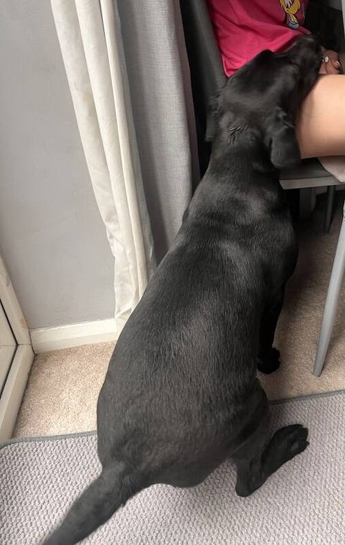 Black Labrador for sale in Willenhall, West Midlands - Image 2