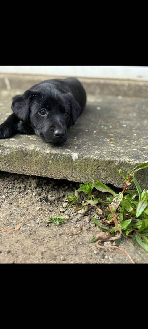 Black Labrador bitch for sale in Kingston upon Hull, East Riding of Yorkshire - Image 3