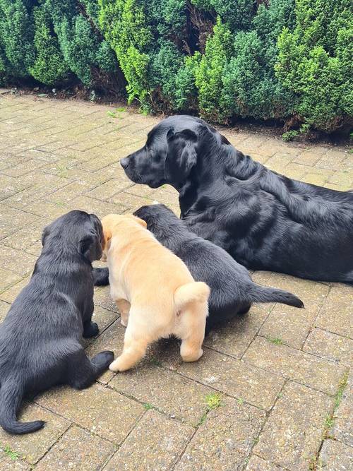 BLACK LABRADOR BOYS AVAILABLE for sale in Prudhoe, Northumberland - Image 1