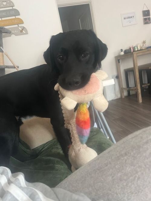 Black Labrador crossed with a golden receiver for sale in Haughley, Suffolk
