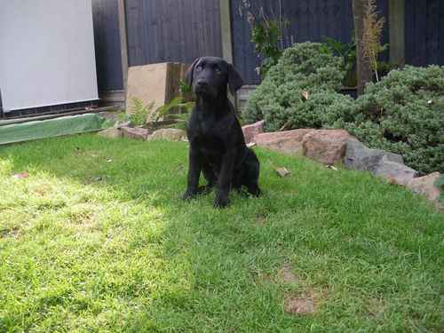 Black Labrador Dog £1000 for sale in Loughborough, Leicestershire