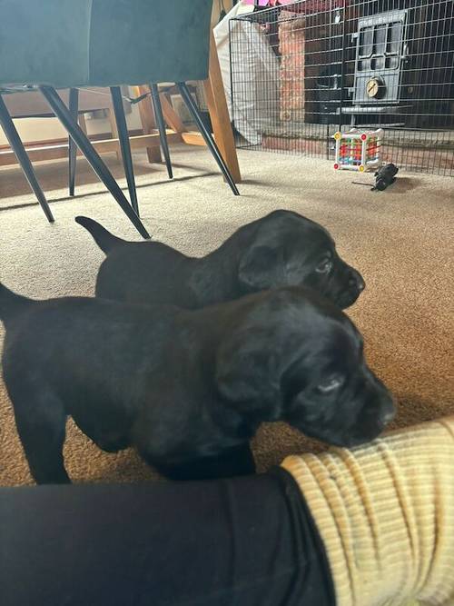 Black Labrador bitch for sale in Kingston upon Hull, East Riding of Yorkshire - Image 1