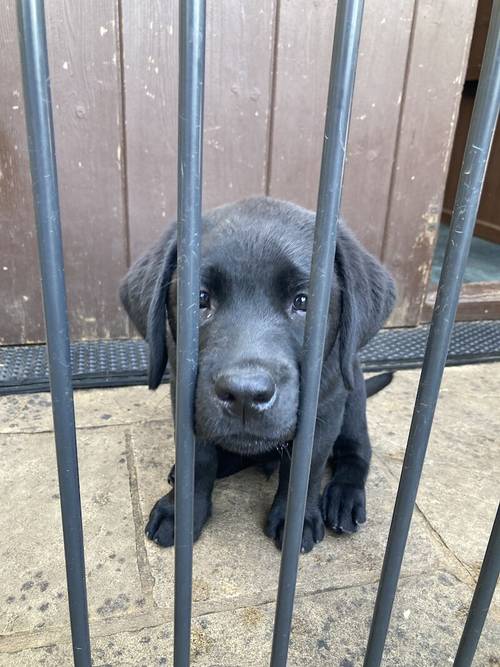 Black Labrador dog puppy NOW SOLD for sale in Olney, Buckinghamshire - Image 2