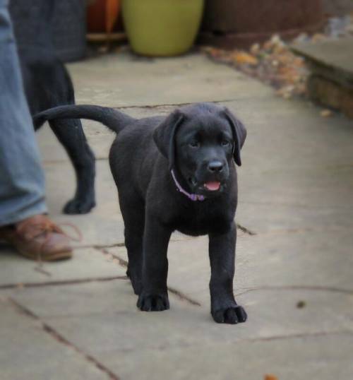 Black Labrador dog puppy NOW SOLD for sale in Olney, Buckinghamshire - Image 3