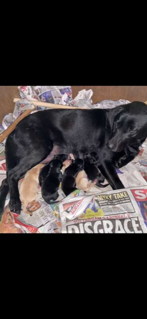 Black Labrador Dog Pup for sale in Lydney, Gloucestershire