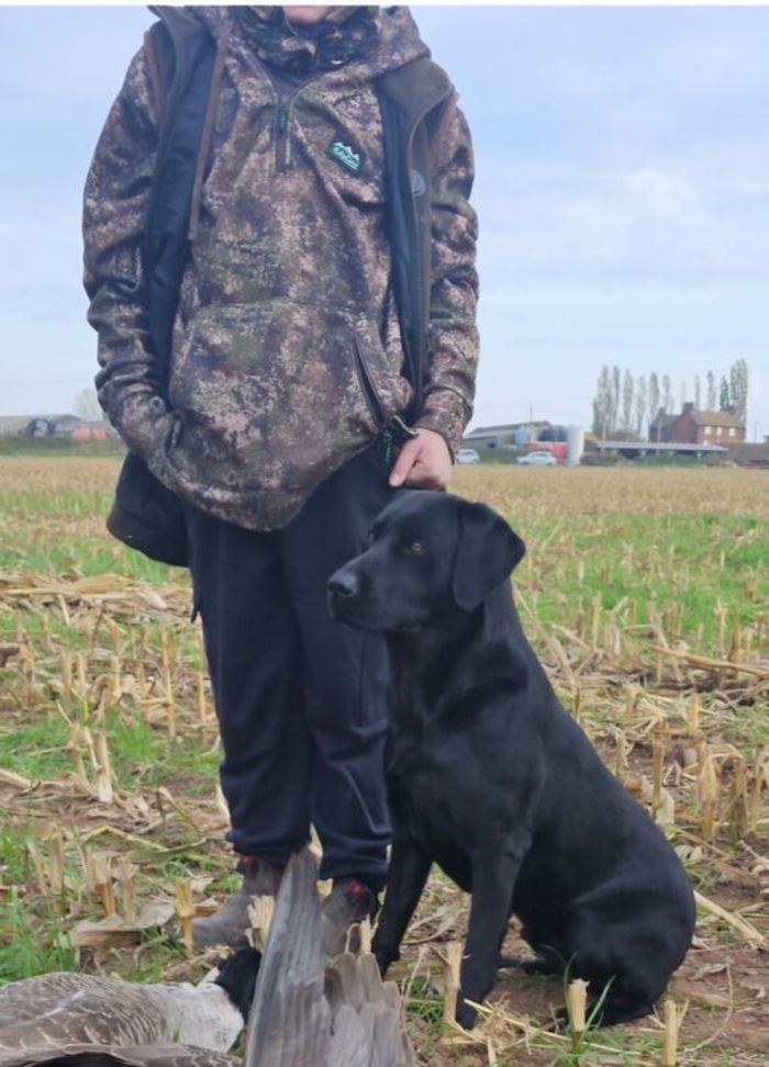 Black Labrador Gundog for stud - Image 3 of 5
