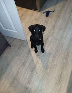 Black labrador pup 4months 7days old for sale in Shotley Bridge, County Durham | Image 2