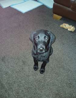 Black labrador pup 4months 7days old for sale in Shotley Bridge, County Durham | Image 3