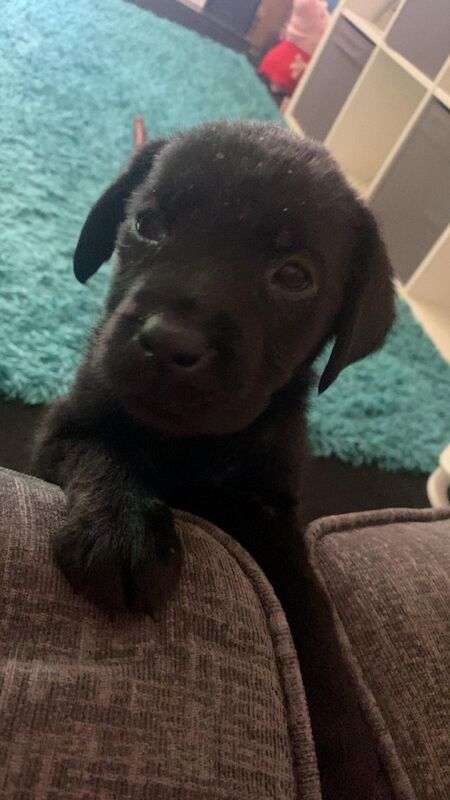One month old hot sale black labrador puppy
