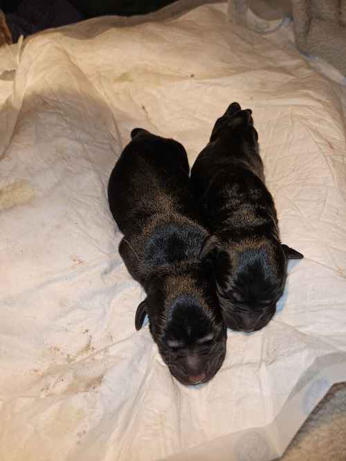 Black Labrador puppies for sale in Auchterarder, Perth and Kinross