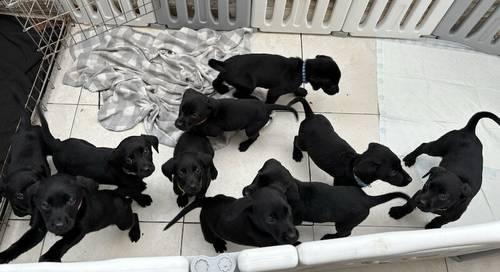 1 Black Boy left Labrador puppy for sale in Eastleigh, Hampshire - Image 9