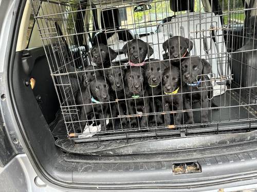1 Black Boy left Labrador puppy for sale in Eastleigh, Hampshire - Image 8