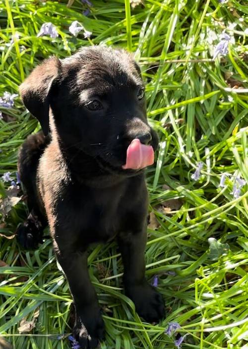 1 Black Boy left Labrador puppy for sale in Eastleigh, Hampshire - Image 4