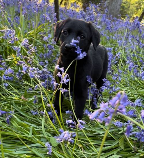 1 Black Boy left Labrador puppy for sale in Eastleigh, Hampshire - Image 3