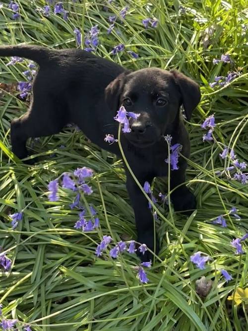 1 Black Boy left Labrador puppy for sale in Eastleigh, Hampshire - Image 5