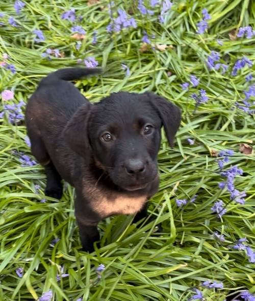 1 Black Boy left Labrador puppy for sale in Eastleigh, Hampshire - Image 7