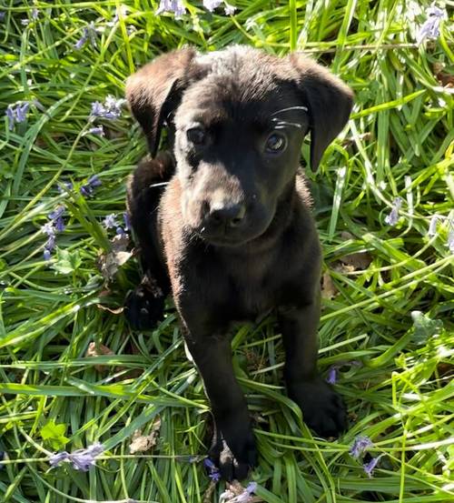 1 Black Boy left Labrador puppy for sale in Eastleigh, Hampshire - Image 1