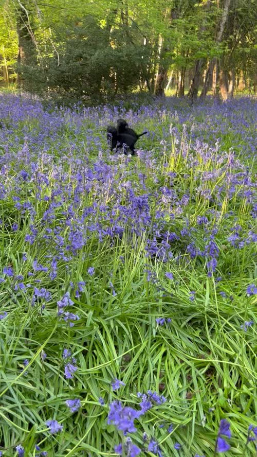 1 Black Boy left Labrador puppy for sale in Eastleigh, Hampshire