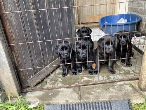 Black Labrador puppies for sale in Somerton, Somerset