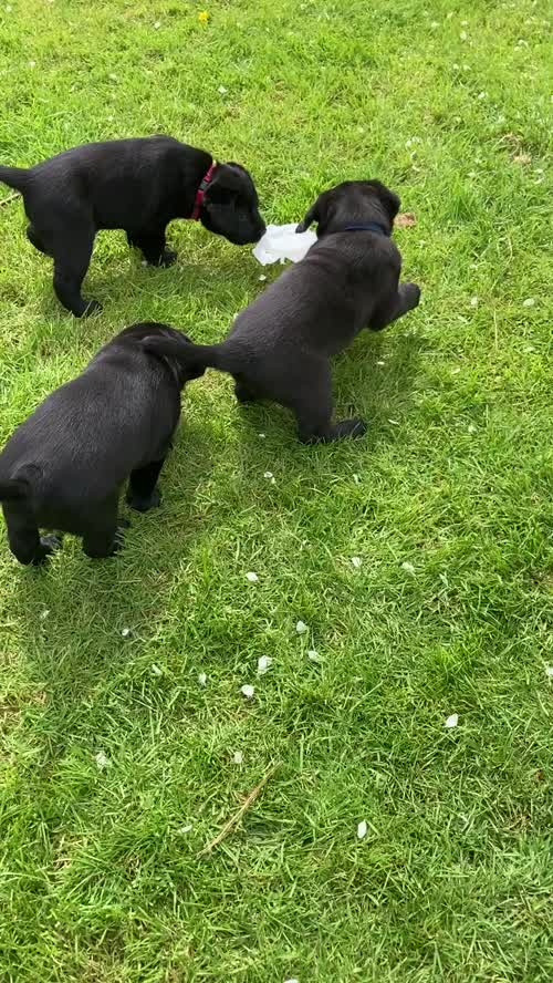 Black Labrador puppies for sale in Somerton, Somerset