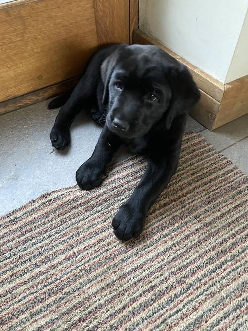 Black Labrador Puppies for sale in Somerton, Somerset - Image 1