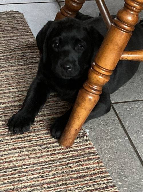 Black Labrador Puppies for sale in Somerton, Somerset - Image 2