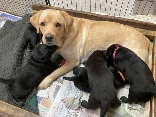 Black Labrador Puppies for sale in Somerton, Somerset - Image 3