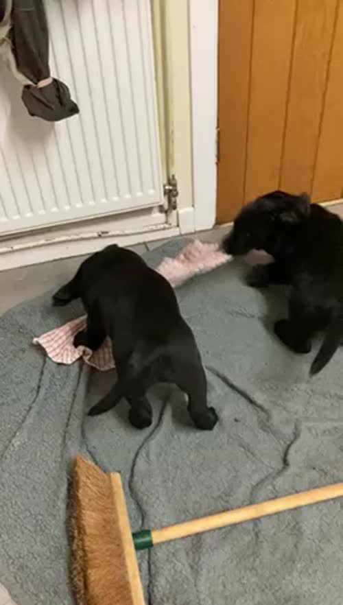 Black Labrador Puppies for sale in Somerton, Somerset