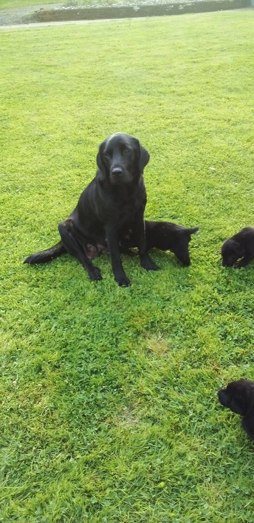 Black Labrador puppies for sale in Peasenhall, Suffolk - Image 7