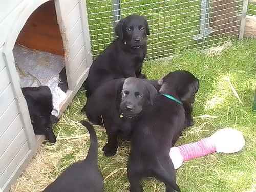 Black Labrador puppies for sale in Peasenhall, Suffolk