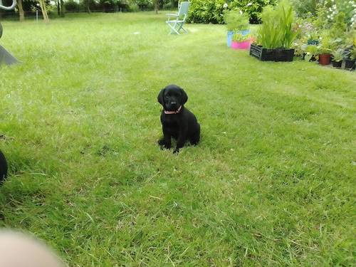 Black Labrador puppies for sale in Peasenhall, Suffolk - Image 4