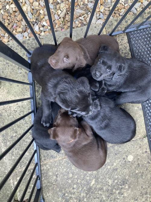 Black Labrador puppies for sale in Olney, Buckinghamshire - Image 1