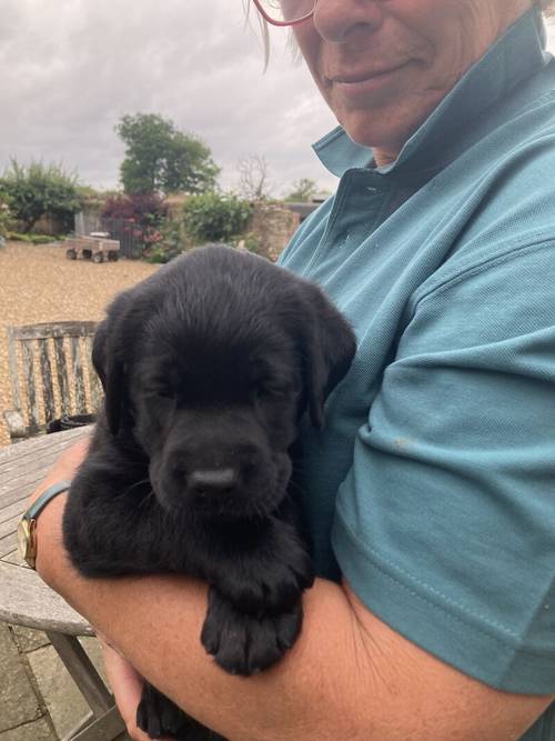 Black Labrador puppies for sale in Olney, Buckinghamshire - Image 3