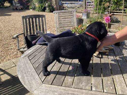 Black Labrador puppies for sale in Olney, Buckinghamshire - Image 4