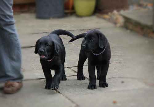 Black Labrador dog puppy NOW SOLD for sale in Olney, Buckinghamshire